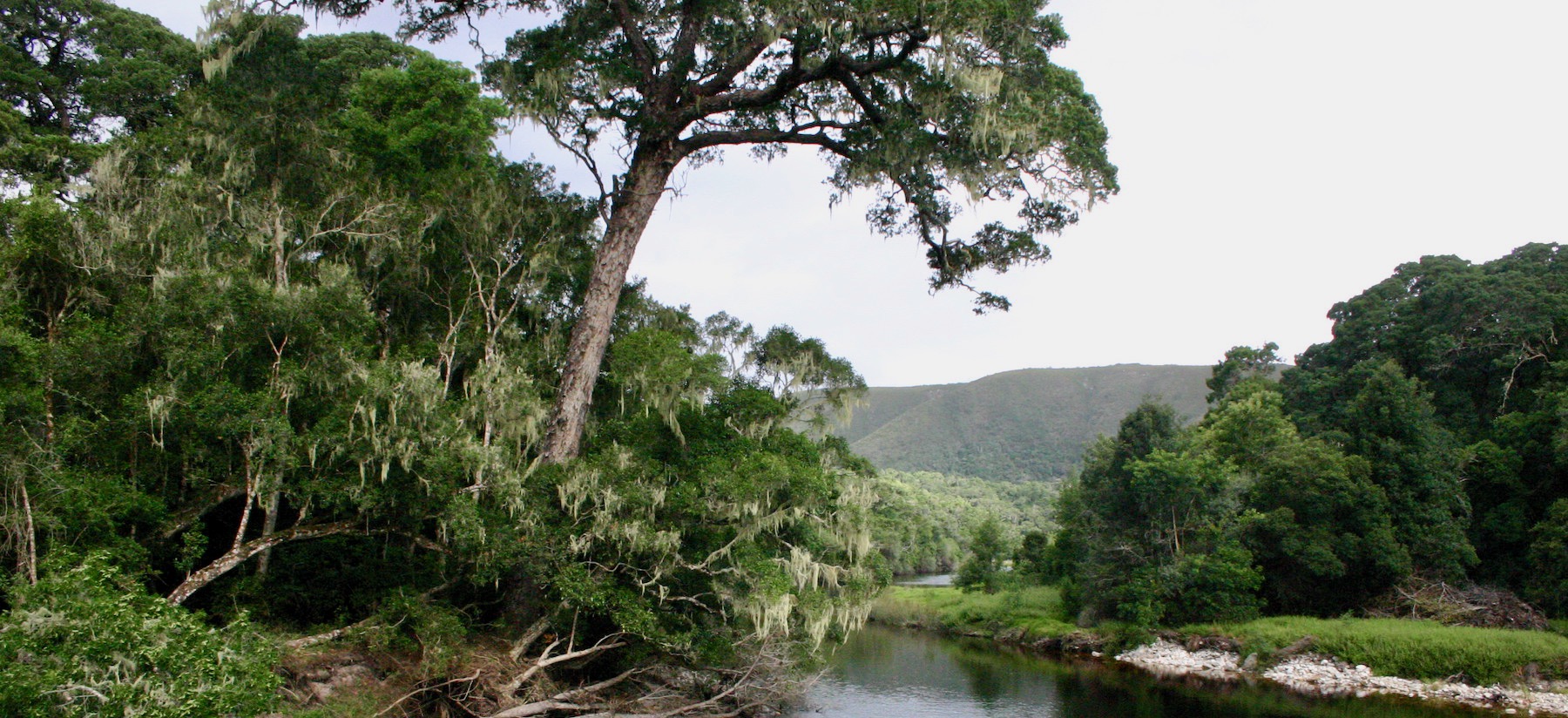 Learning from Knysna Forest