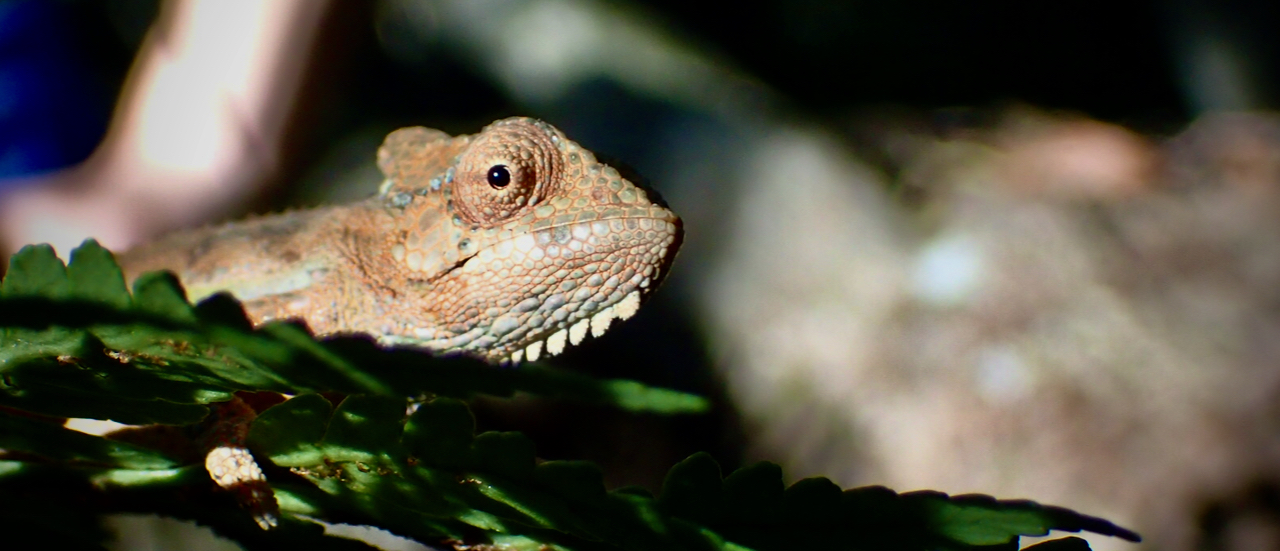 Secrets of the Knysna Forest
